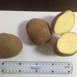 Kako pripremiti krompir za sadnju u proleće